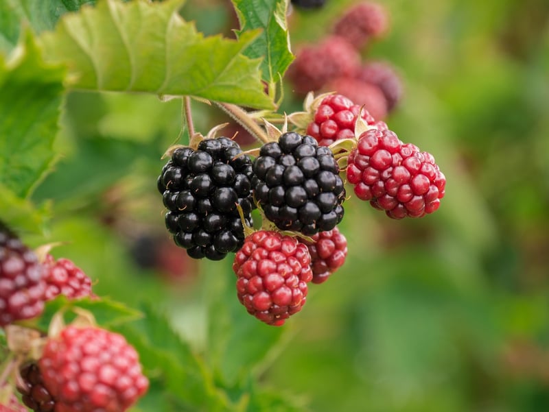 Blueberries