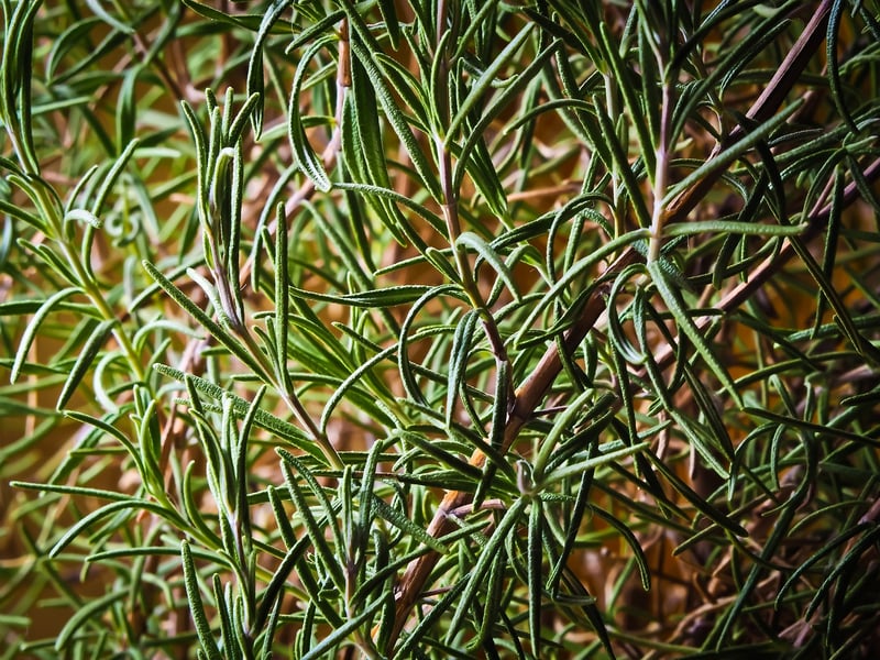 Garlic and Rosemary